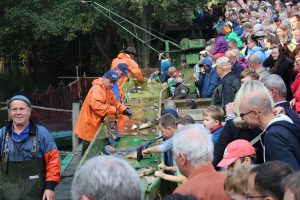 Traditionelles Abfischfest :: Müritzfischer