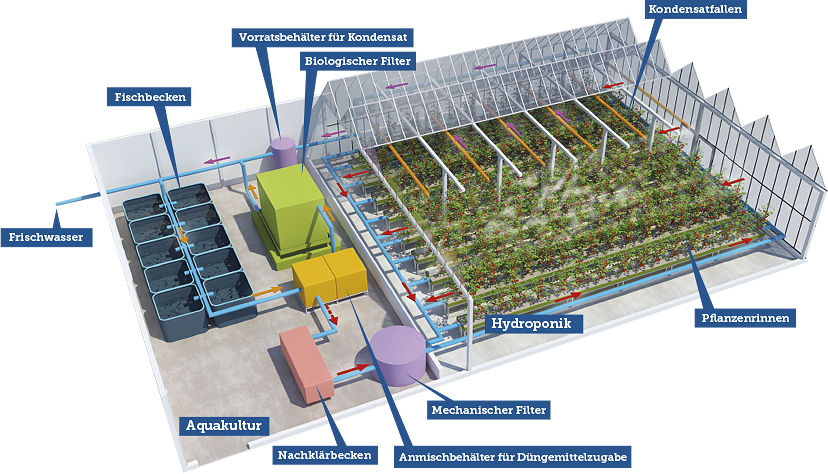 Aquaponic system kaufen